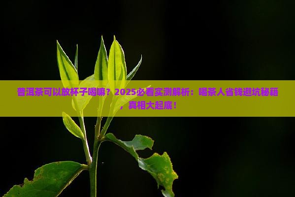 普洱茶可以放杯子喝嘛