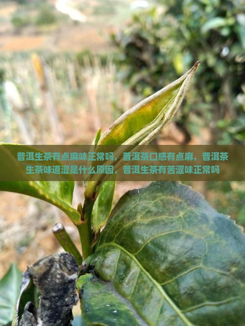 普洱生茶有点麻