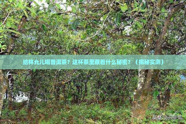给林允儿喝普洱茶