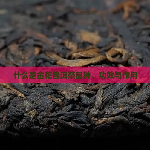 什么是金花普洱茶