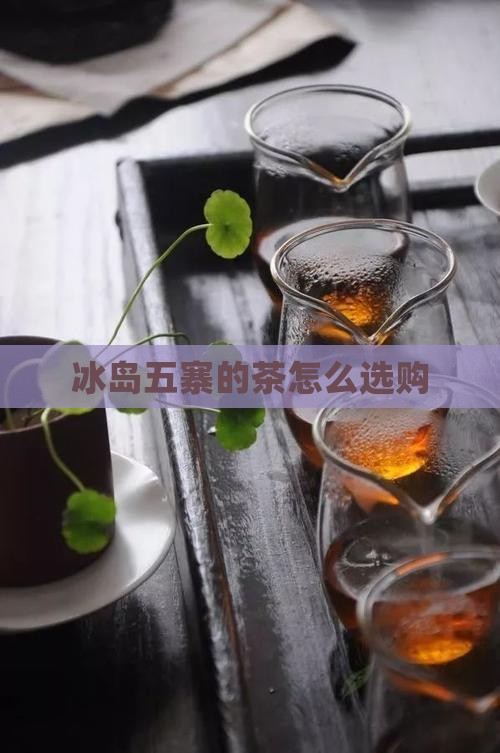 冰岛五寨的茶怎么选购