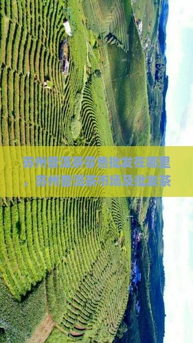 苏州普洱茶零售批发在哪里