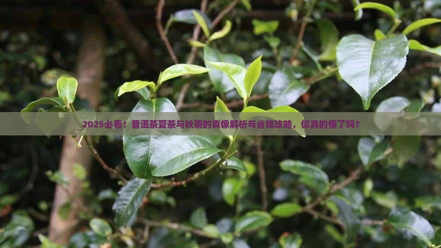 普洱茶夏茶与秋茶的区别是什么