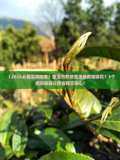 普洱市存放普洱茶
