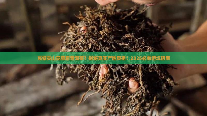 高黎贡山是否有普洱茶