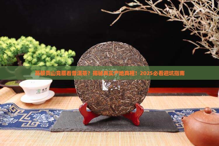 高黎贡山是否有普洱茶