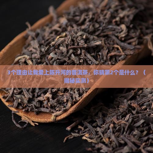 陈升河的普洱茶情