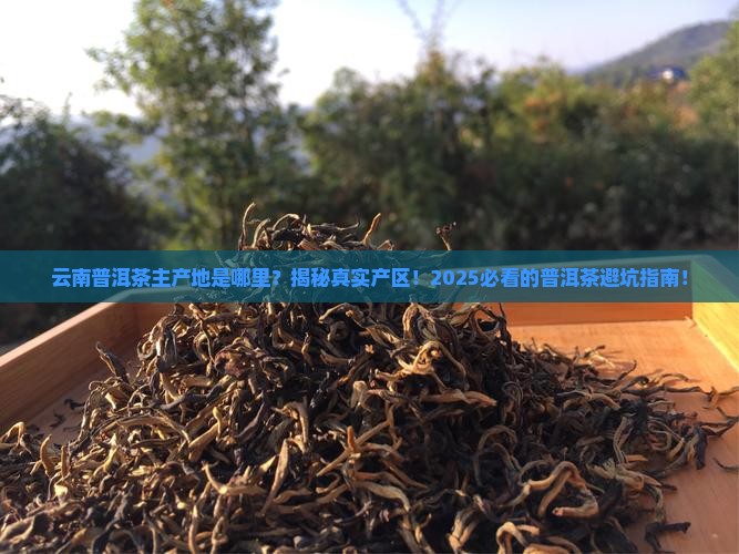 云南普洱茶主产地是哪里