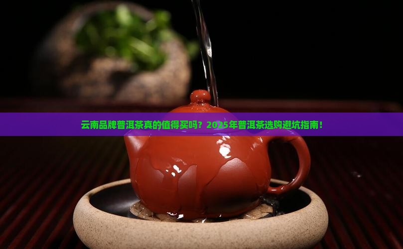 云南品牌普洱茶