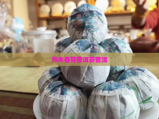 乔木春芽普洱茶