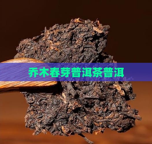 乔木春芽普洱茶