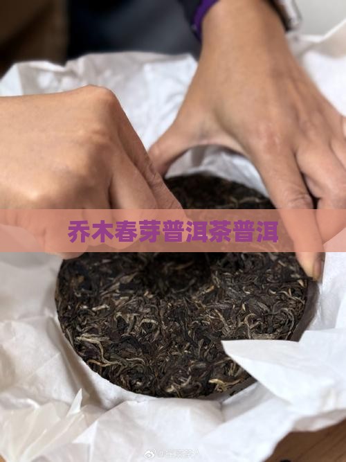 乔木春芽普洱茶