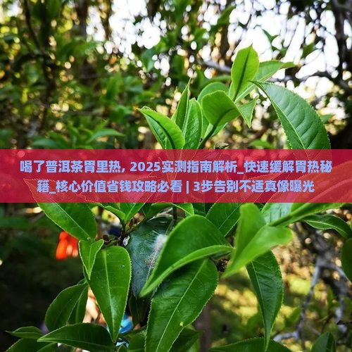 喝了普洱茶胃里热
