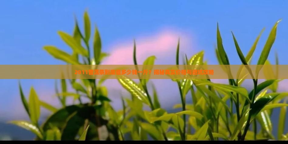 2011普洱茶多少钱一斤啊