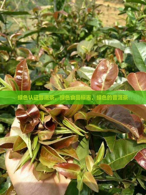 绿色认证普洱茶