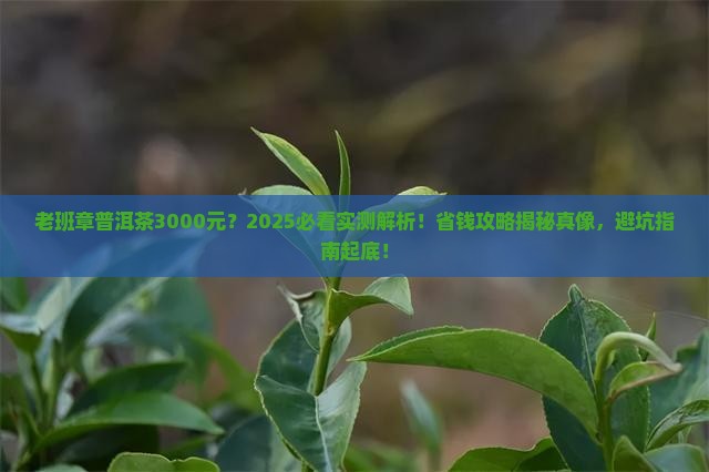 老班章普洱茶3000元