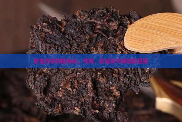 野生古茶树的特点