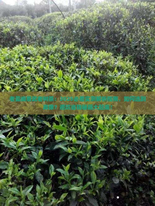 老曼峨易武老树茶