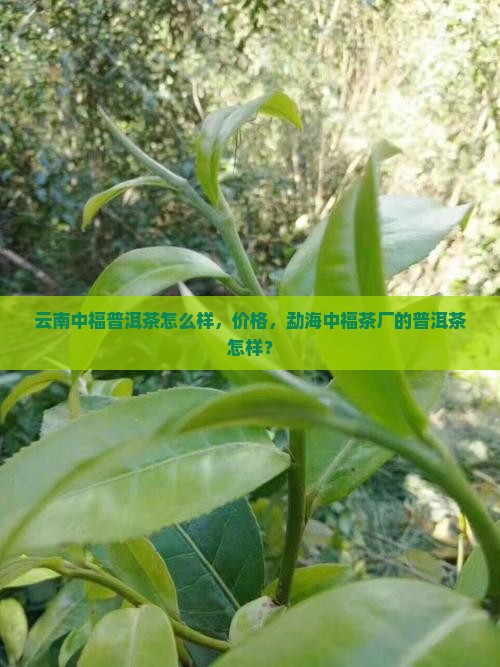 云南中福普洱茶