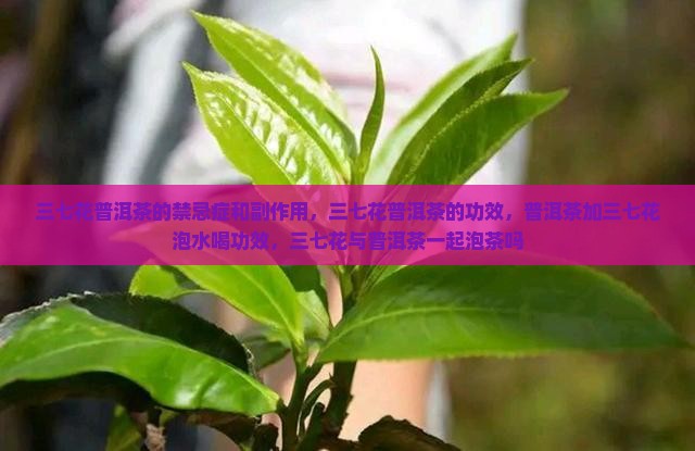 三七花普洱茶的禁忌症