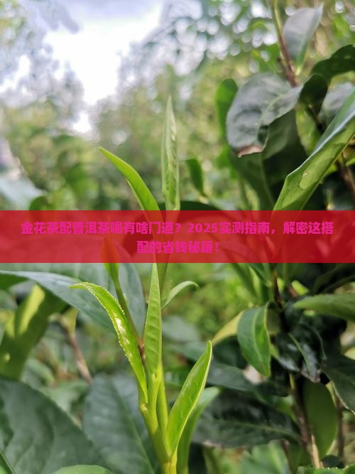 金花茶可配普洱茶喝吗