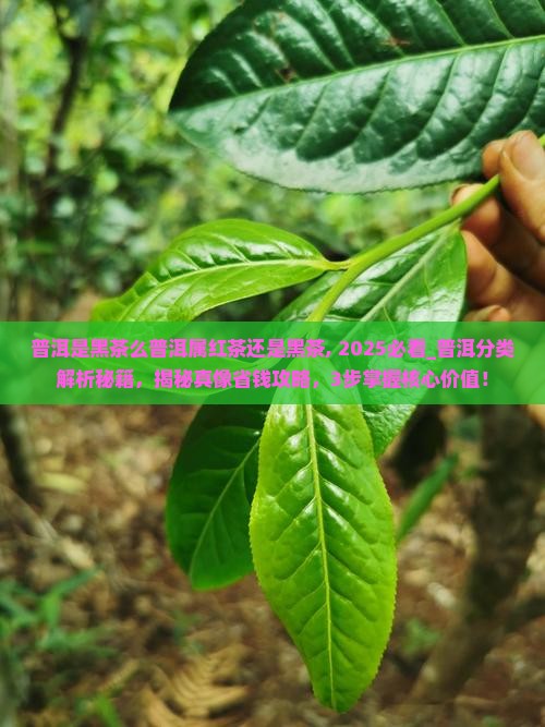 普洱是黑茶么普洱属红茶还是黑茶