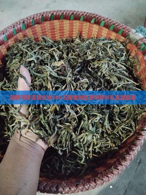 瑞聘号普洱茶古树380