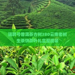 瑞聘号普洱茶古树380