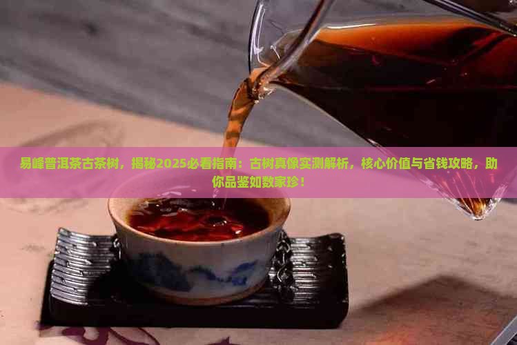 易峰普洱茶古茶树