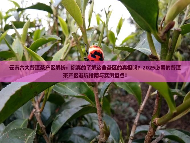 云南六大普洱茶产区