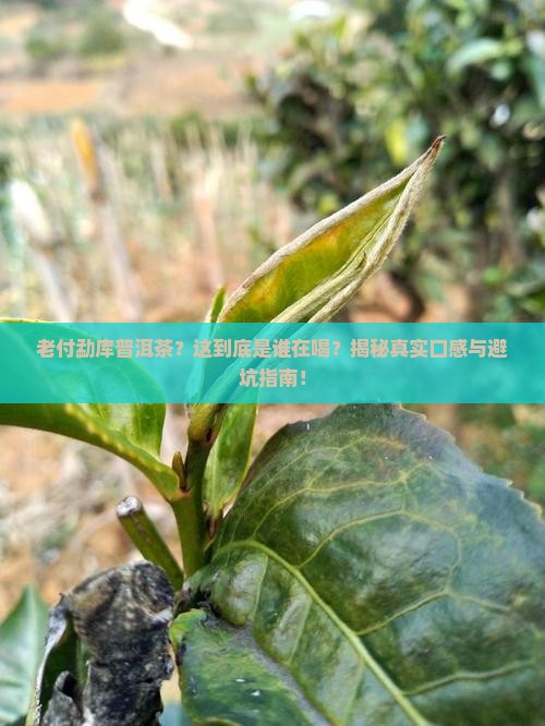 老付勐库普洱茶