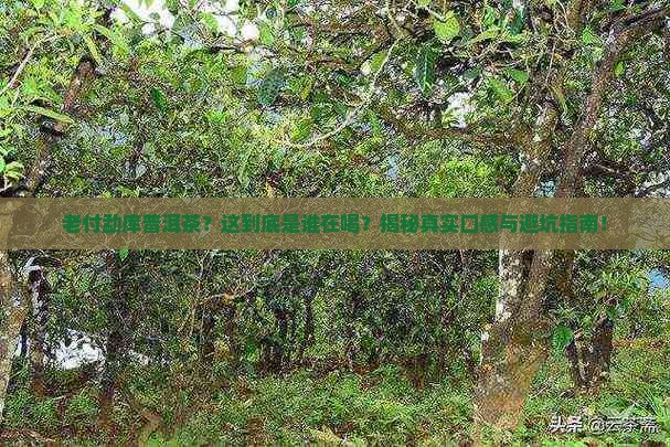 老付勐库普洱茶