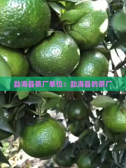 勐海县茶厂单位