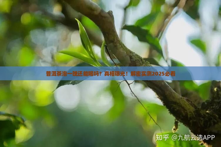 普洱茶泡一晚还能喝吗
