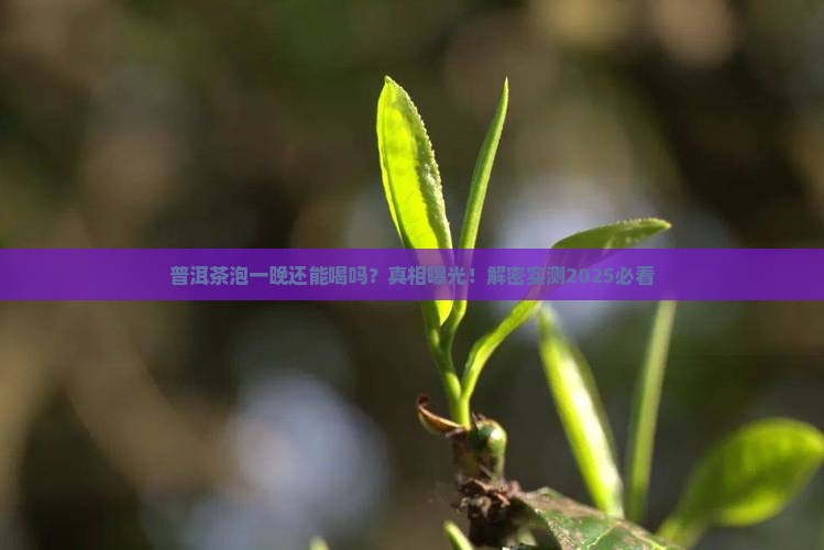 普洱茶泡一晚还能喝吗