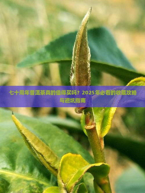 七十周年普洱茶