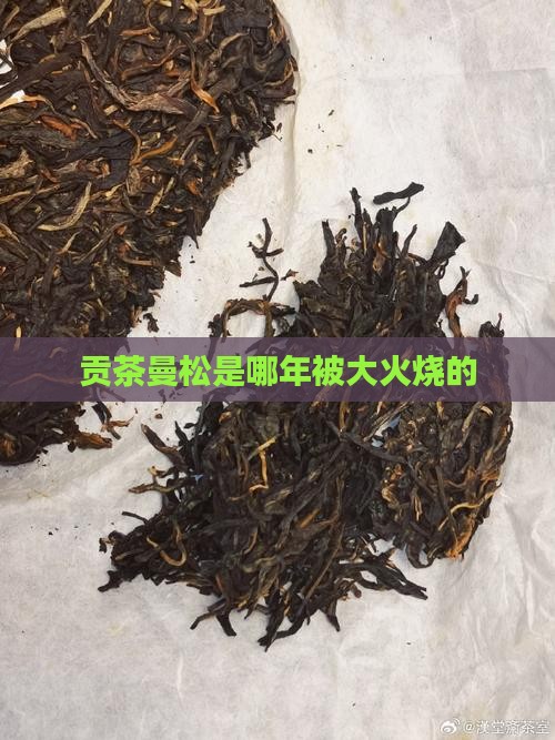 曼松贡茶是哪年被大火烧的