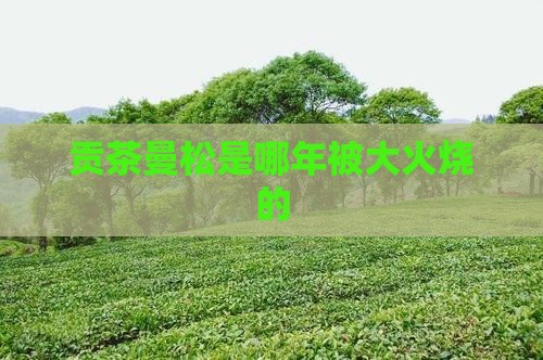 曼松贡茶是哪年被大火烧的