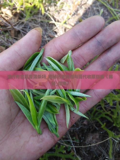 清代有宫廷普洱茶吗