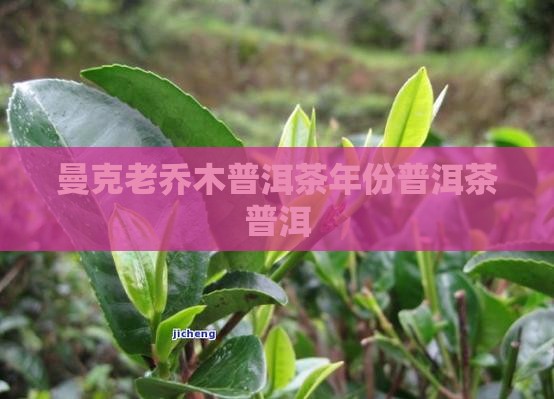 曼克老乔木普洱茶年份