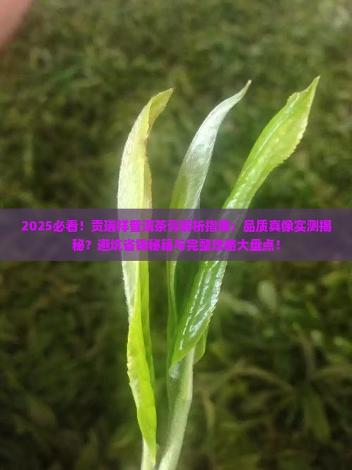 贡瑞祥普洱茶膏怎么样