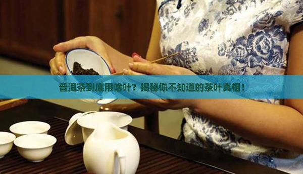 包普洱茶的是什么叶子