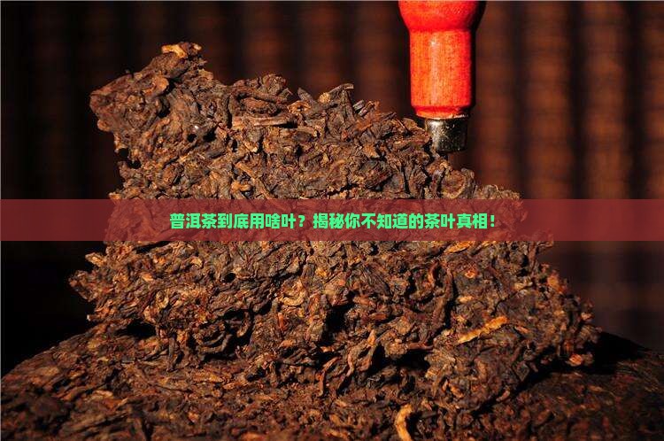 包普洱茶的是什么叶子