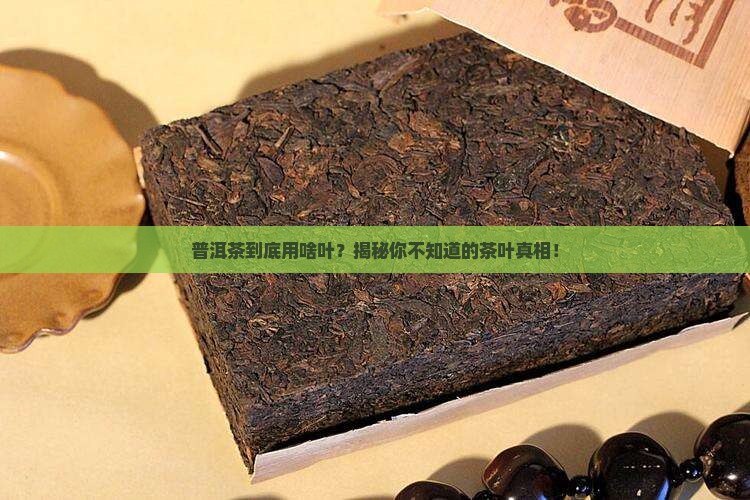 包普洱茶的是什么叶子