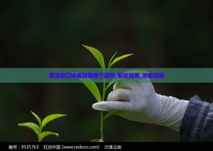 普洱茶口味偏甜是哪个品种