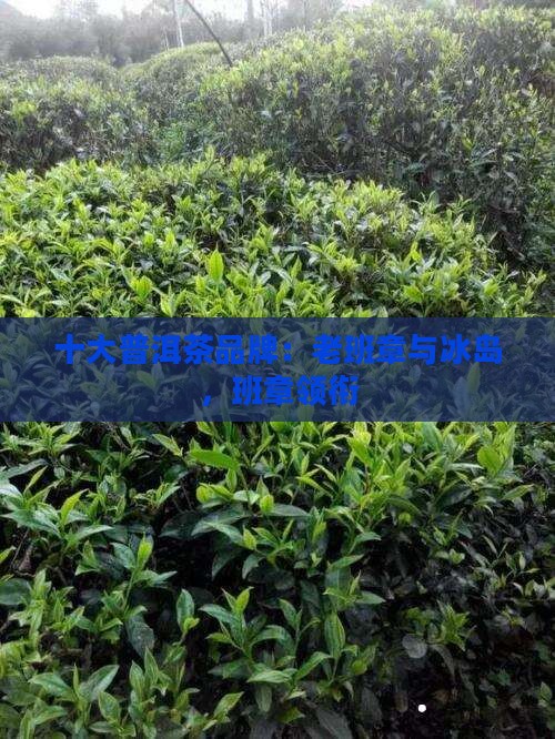 普洱十大品牌老班章冰岛