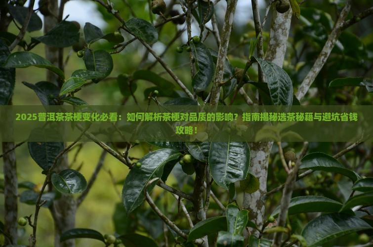 如何看待普洱茶的茶梗变化 如何看待普洱茶的茶梗变化
