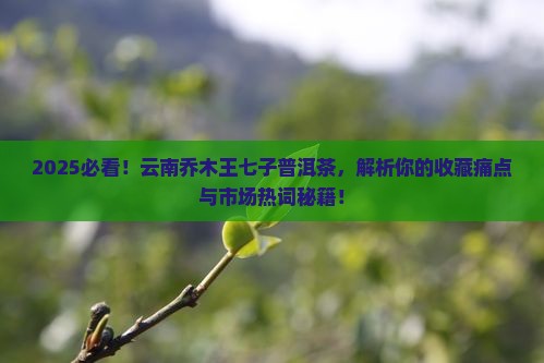 云南乔木王七子普洱茶