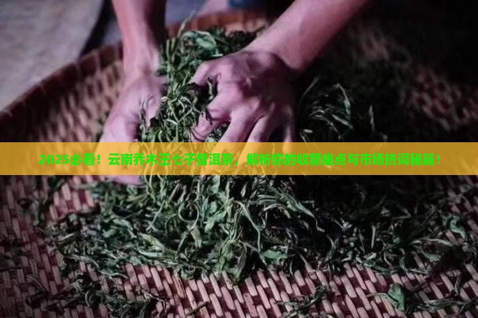 云南乔木王七子普洱茶