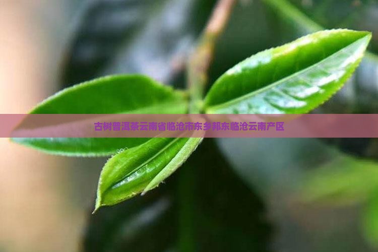 邦东江边古树普洱茶